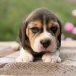 Gatsby-male-Beagle-puppy-for-sale-4