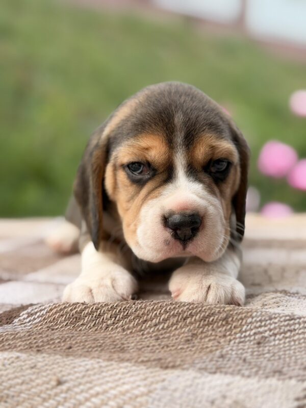 Gatsby Beagle Gatsby Beagle