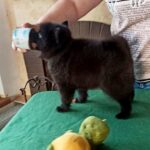 Gatsby-male-Schipperke-puppy-for-sale-1