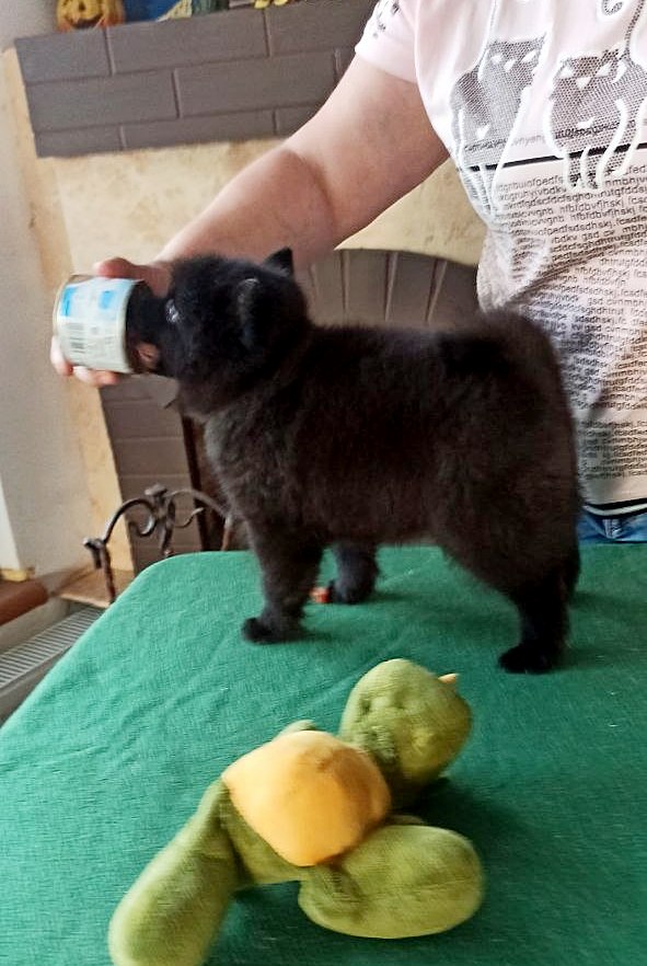 Gatsby Schipperke Gatsby Schipperke