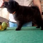 Gatsby-male-Schipperke-puppy-for-sale-2