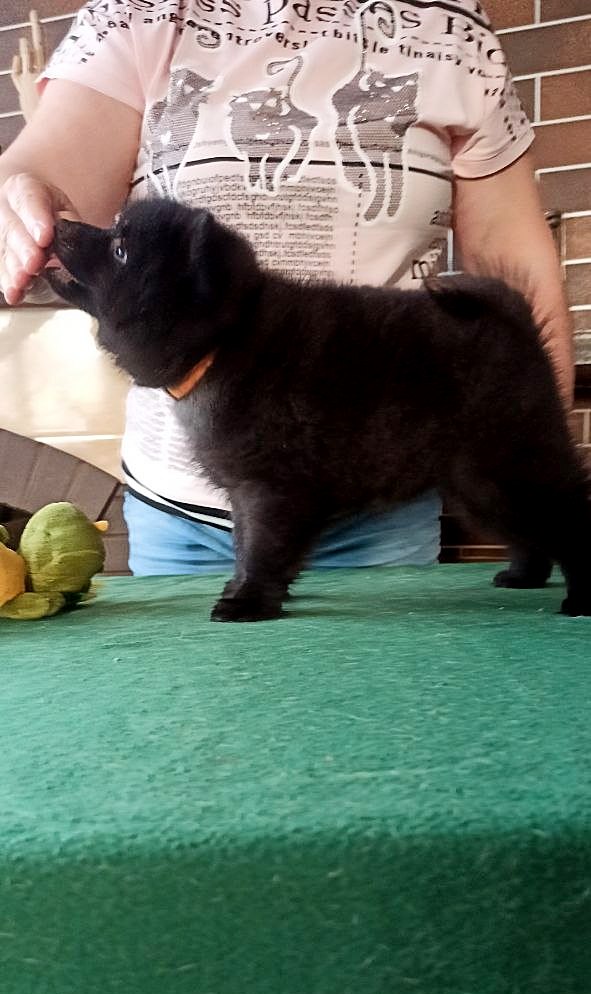 Gatsby Schipperke Gatsby Schipperke