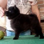 Gatsby-male-Schipperke-puppy-for-sale-3