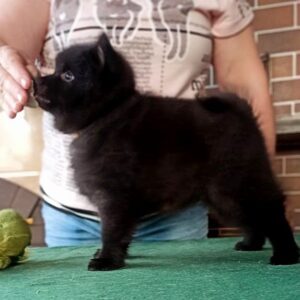 Gatsby Schipperke Gatsby Schipperke