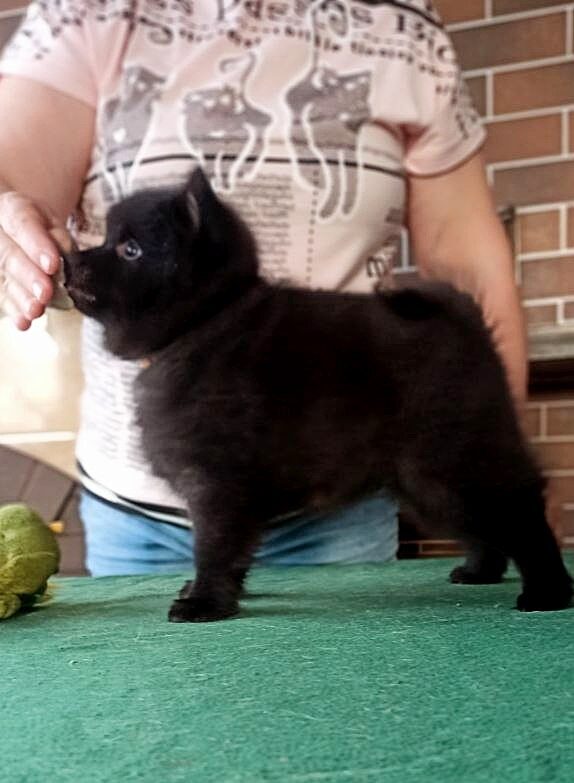 Gatsby Schipperke Gatsby Schipperke