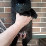 Gatsby-male-Schipperke-puppy-for-sale-4