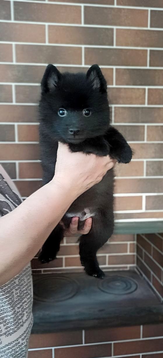Gatsby Schipperke Gatsby Schipperke