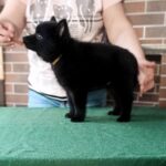 Gideon-male-Schipperke-puppy-for-sale-1
