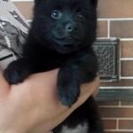 Gideon-male-Schipperke-puppy-for-sale-2