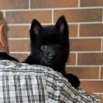 Gideon-male-Schipperke-puppy-for-sale-3