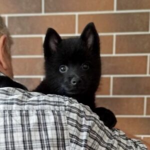 Gideon Schipperke Gideon Schipperke