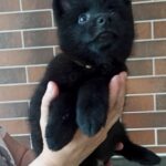 Gideon-male-Schipperke-puppy-for-sale-4
