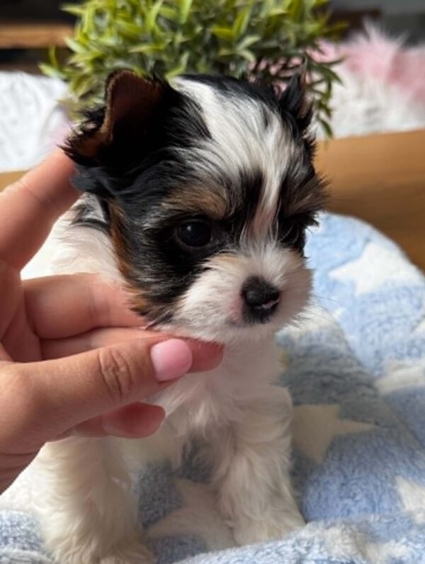 Giselle Biewer Yorkshire Terrier Giselle Biewer Yorkshire Terrier