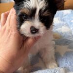 Giselle-female-Biewer-puppy-for-sale-2