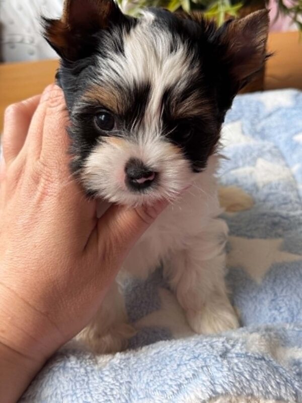 Giselle Biewer Yorkshire Terrier Giselle Biewer Yorkshire Terrier