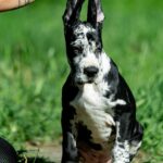 Giselle-female-Great-Dane-puppy-for-sale-2