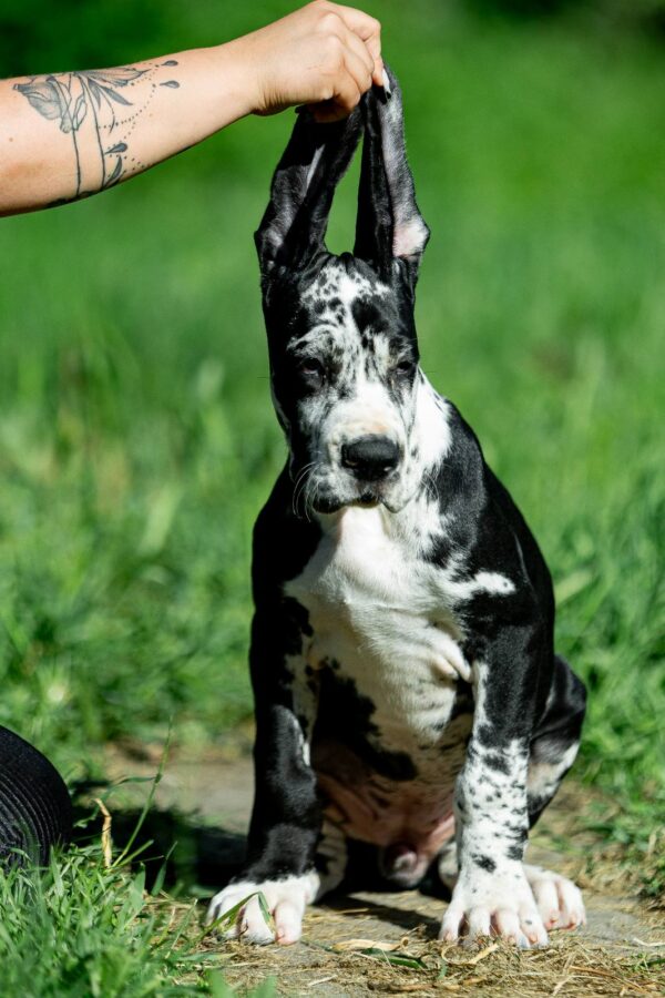 Giselle Great Dane Giselle Great Dane