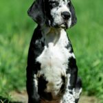Giselle-female-Great-Dane-puppy-for-sale-3