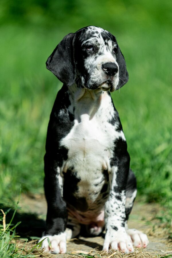 Giselle Great Dane Giselle Great Dane