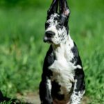 Giselle-female-Great-Dane-puppy-for-sale-4
