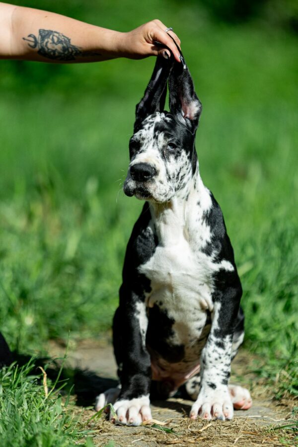 Giselle Great Dane Giselle Great Dane