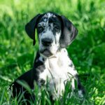 Giselle-female-Great-Dane-puppy-for-sale-5