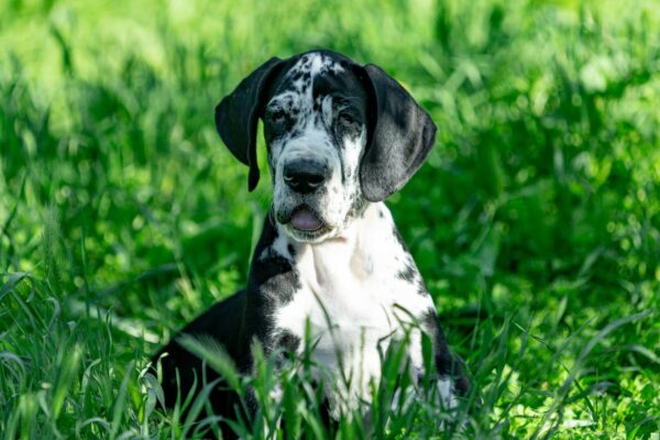 Giselle Great Dane Giselle Great Dane
