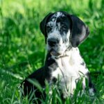 Giselle-female-Great-Dane-puppy-for-sale-6