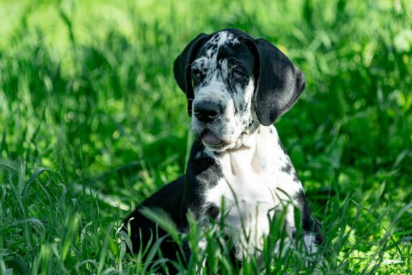 Giselle Great Dane Giselle Great Dane