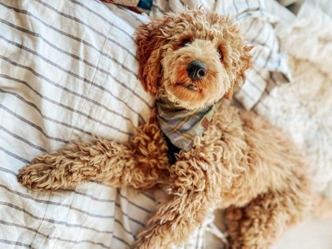 doodle dog