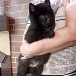 Griffin-male-Schipperke-puppy-for-sale-1