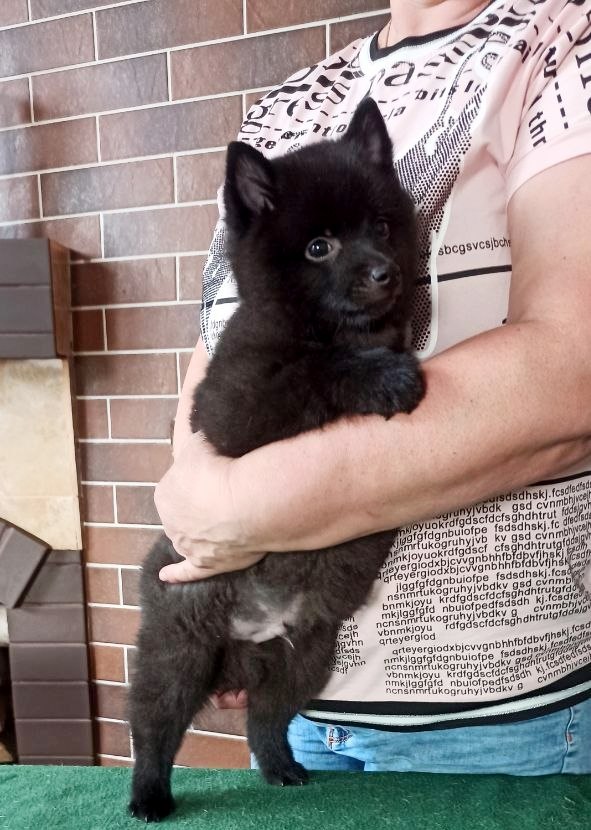 Griffin Schipperke Griffin Schipperke
