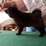 Griffin-male-Schipperke-puppy-for-sale-2