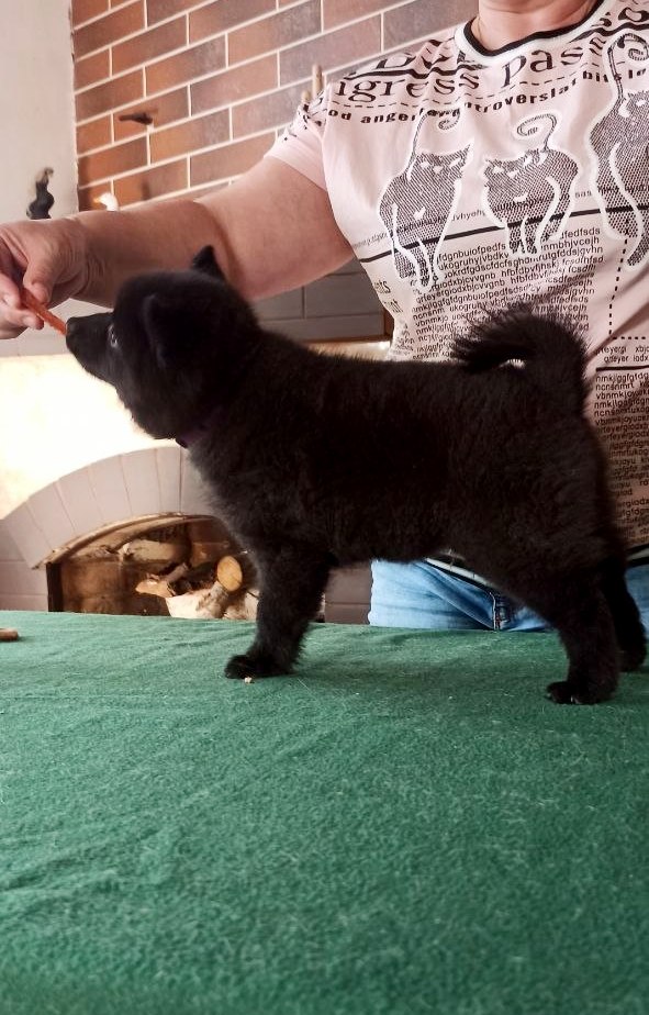 Griffin Schipperke Griffin Schipperke