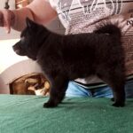 Griffin-male-Schipperke-puppy-for-sale-3