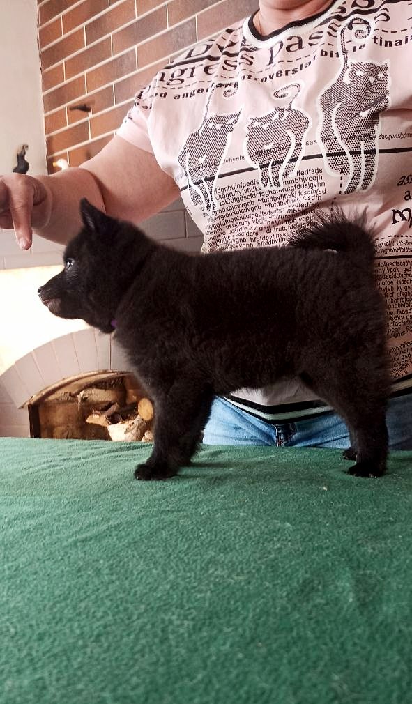 Griffin Schipperke Griffin Schipperke