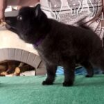 Griffin-male-Schipperke-puppy-for-sale-4