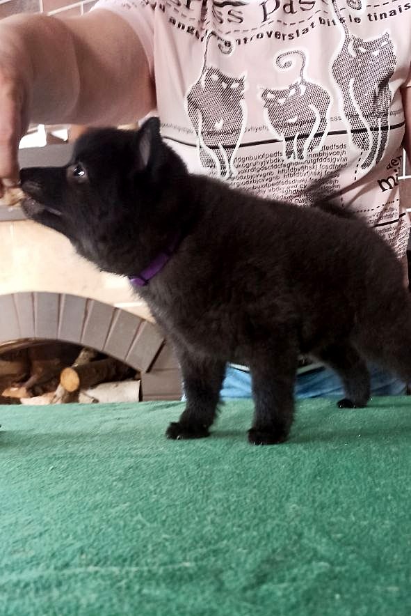 Griffin Schipperke Griffin Schipperke