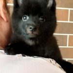 Griffin-male-Schipperke-puppy-for-sale-5