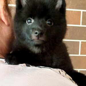 Griffin Schipperke Griffin Schipperke