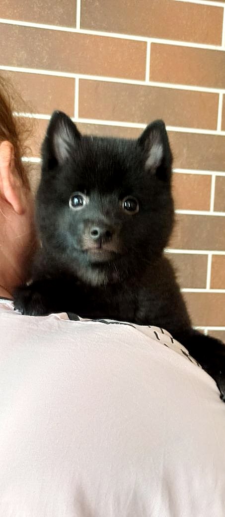 Griffin Schipperke Griffin Schipperke