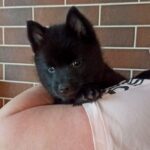 Gunner-male-Schipperke-puppy-for-sale-1