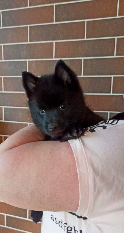 Gunner Schipperke Gunner Schipperke