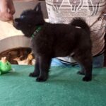 Gunner-male-Schipperke-puppy-for-sale-2
