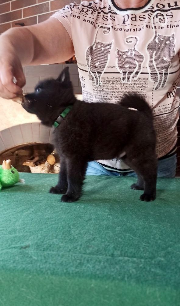 Gunner Schipperke Gunner Schipperke