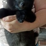 Gunner-male-Schipperke-puppy-for-sale-3