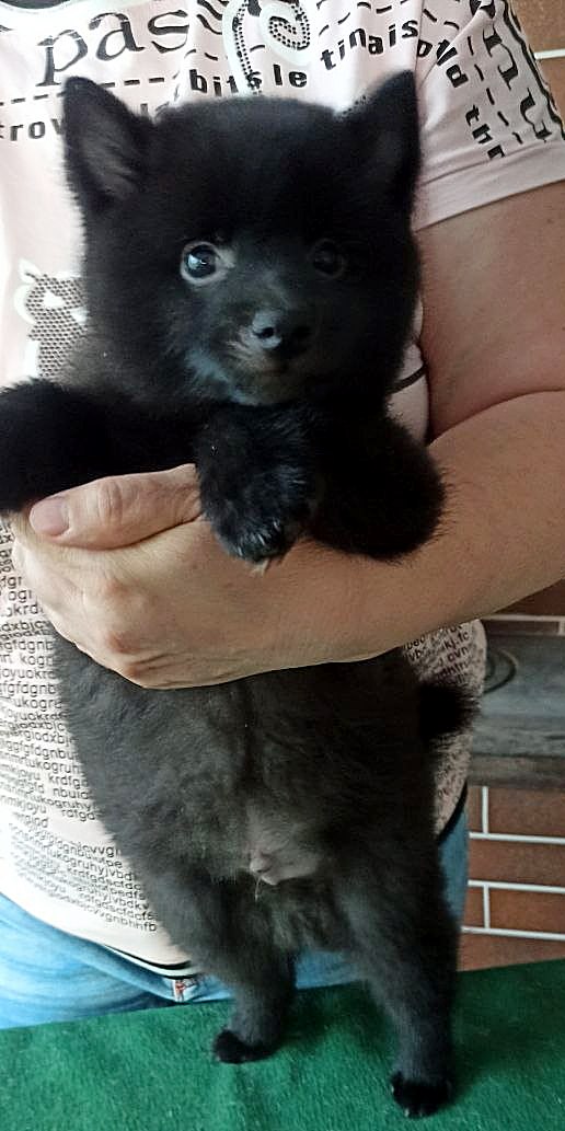 Gunner Schipperke Gunner Schipperke