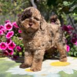 Handur-male-maltipoo-puppy-for-sale- (1)