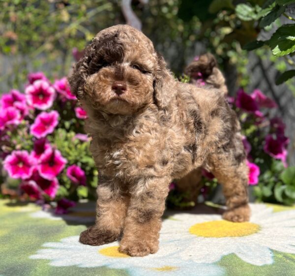 Handur Miniature Poodle Handur Miniature Poodle