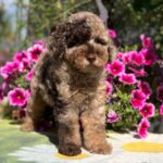 Handur-male-maltipoo-puppy-for-sale- (2)